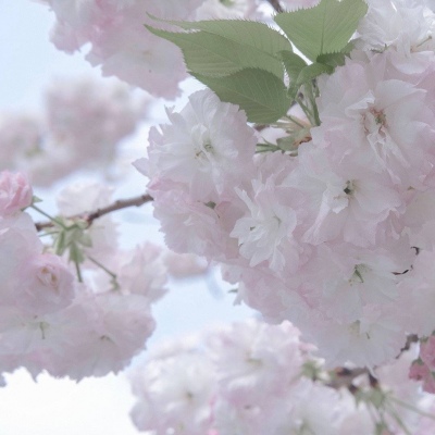 怀宁福瑞交流群